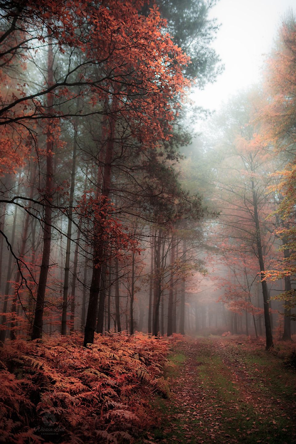 Осень лес туман