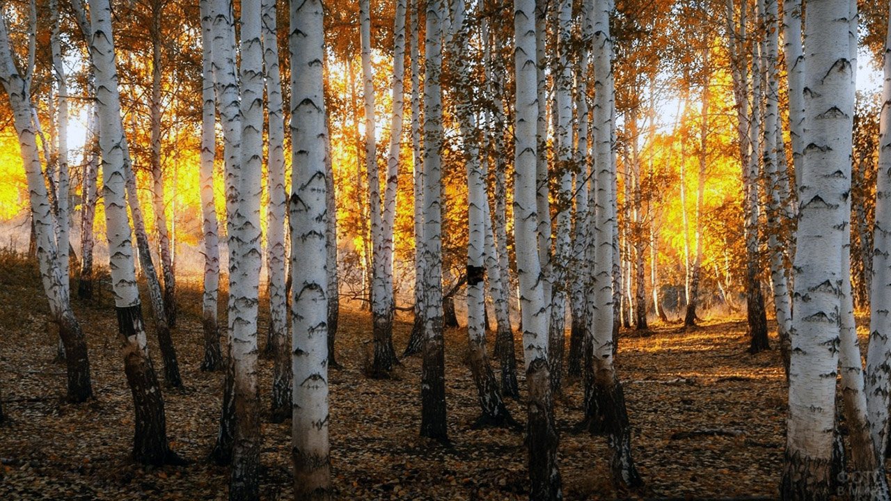 русская осень фото природы