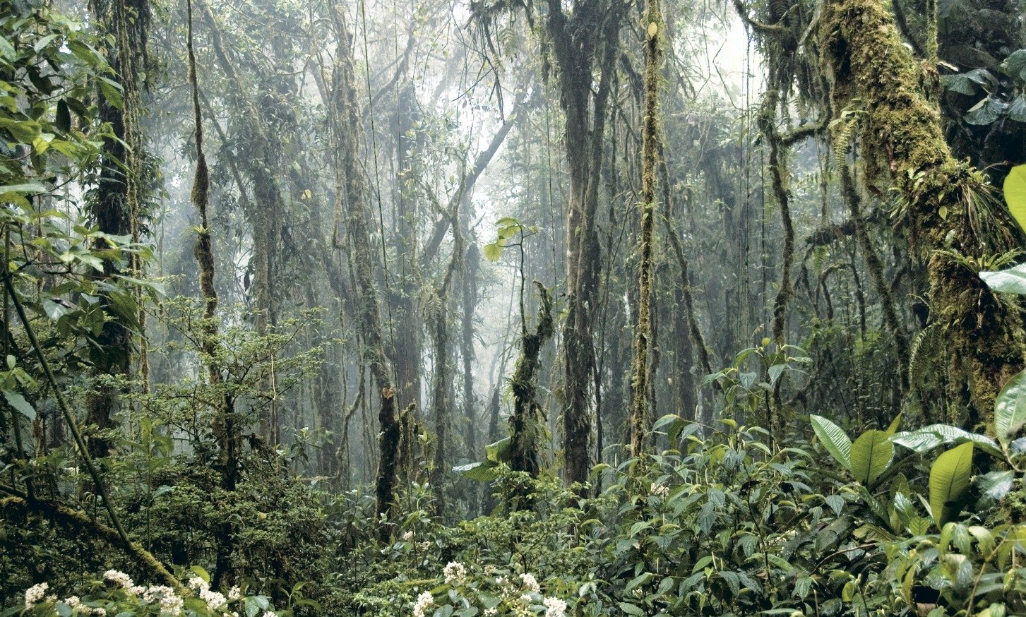Монтеверде облачный лес, Коста Рика