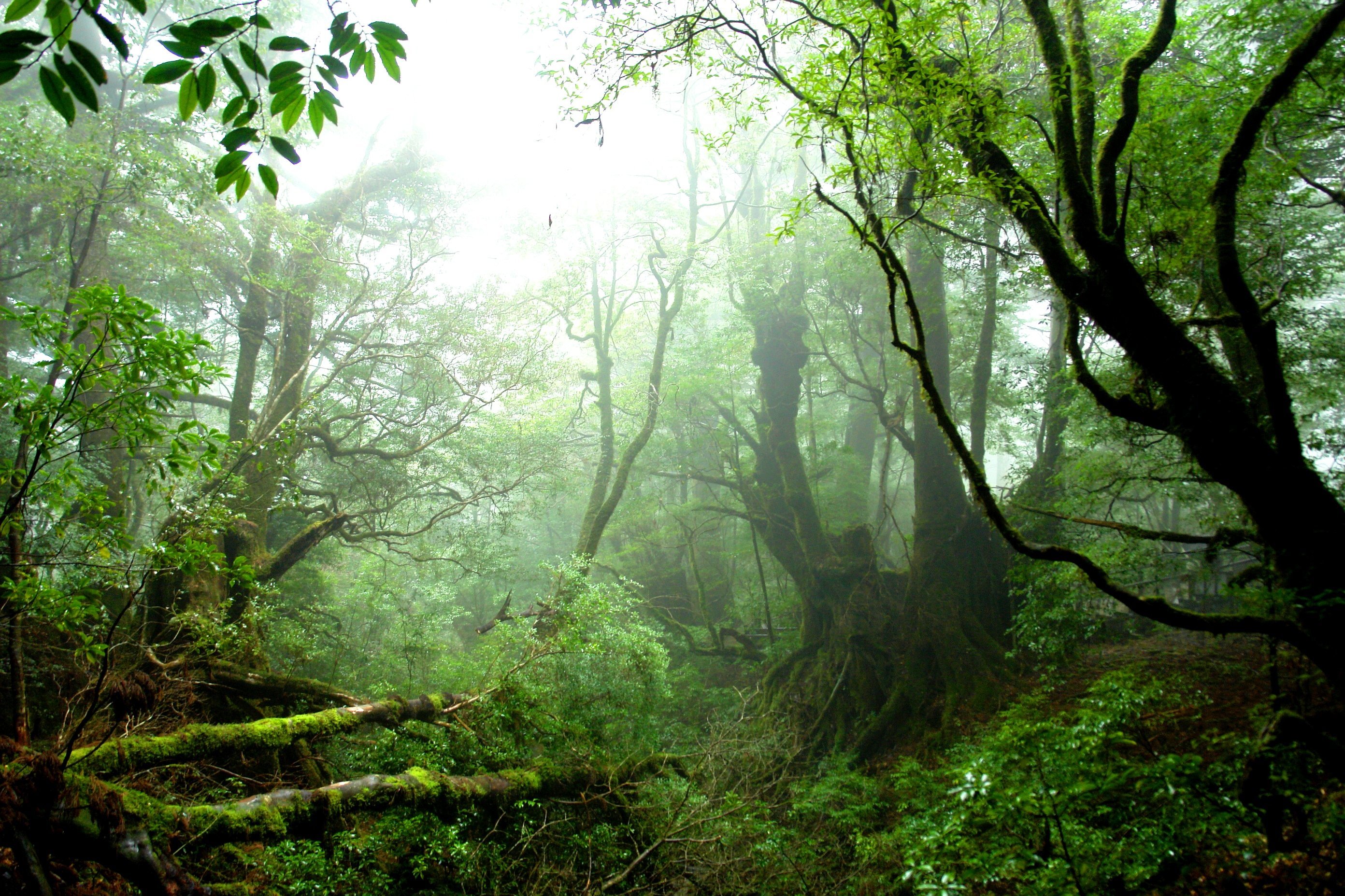 Муссонные леса Японии