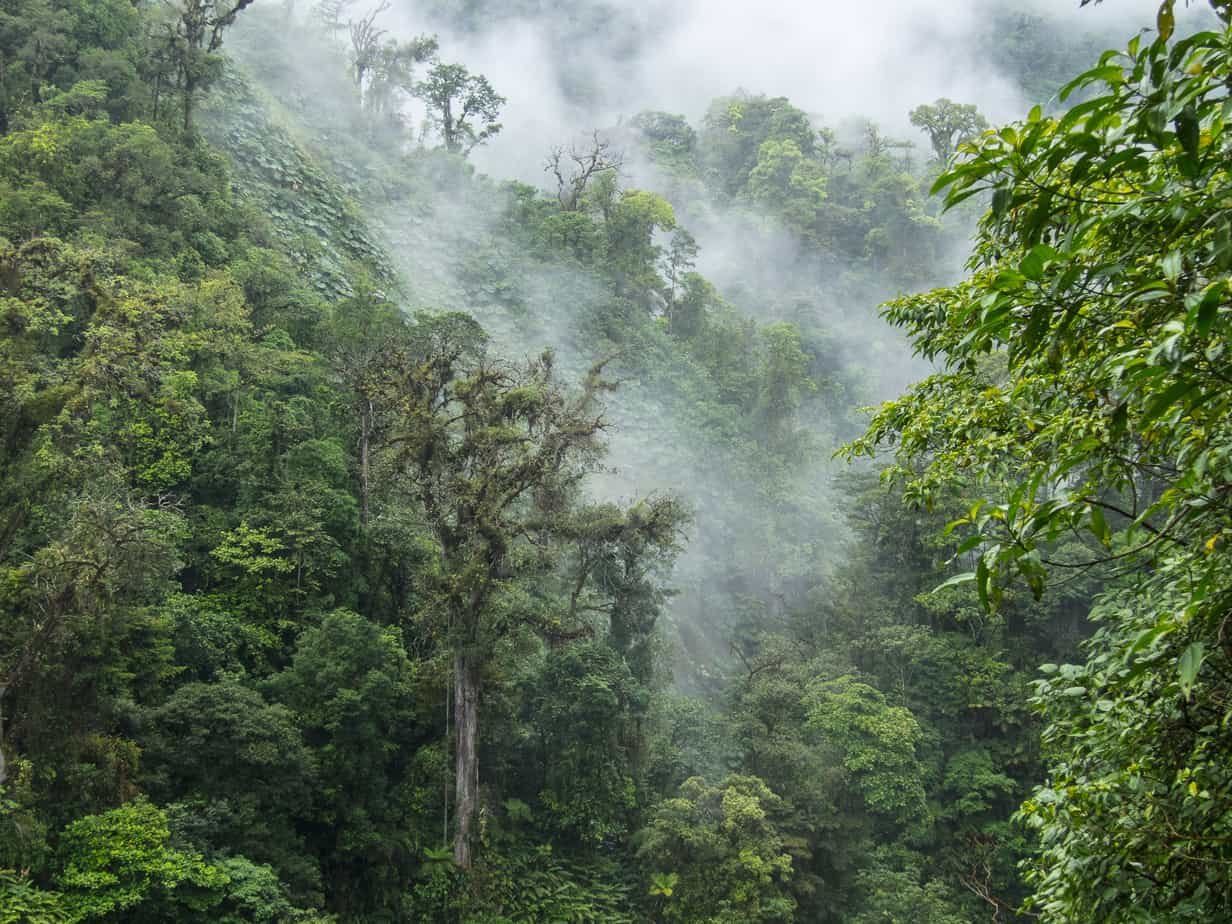 Коста рика леса