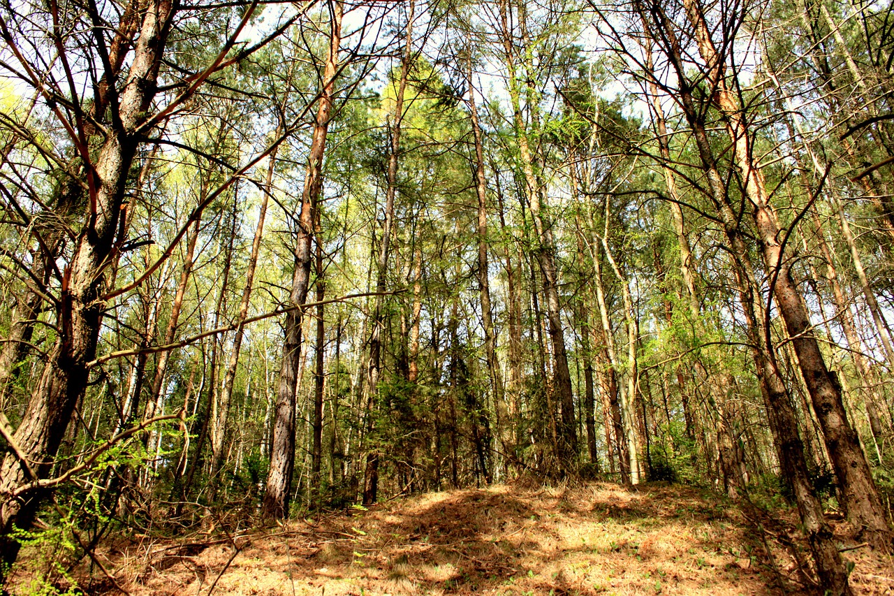 Кедрово-широколиственный лес