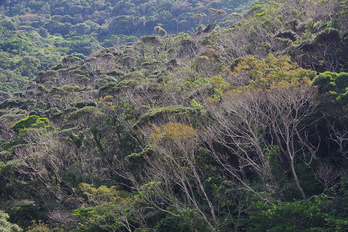 Влажные тропические леса на островах Рюкю и Кюсю