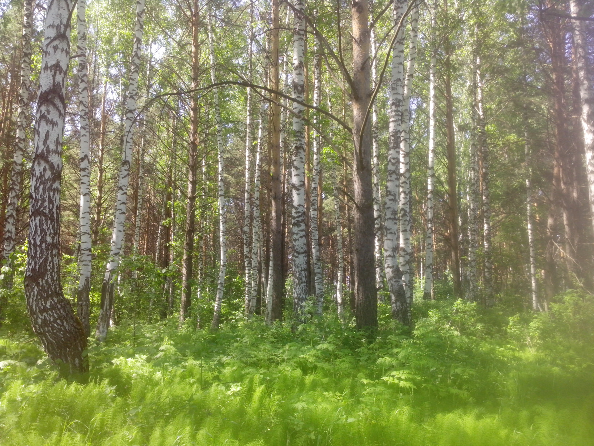 Одинцовский лес Фишер