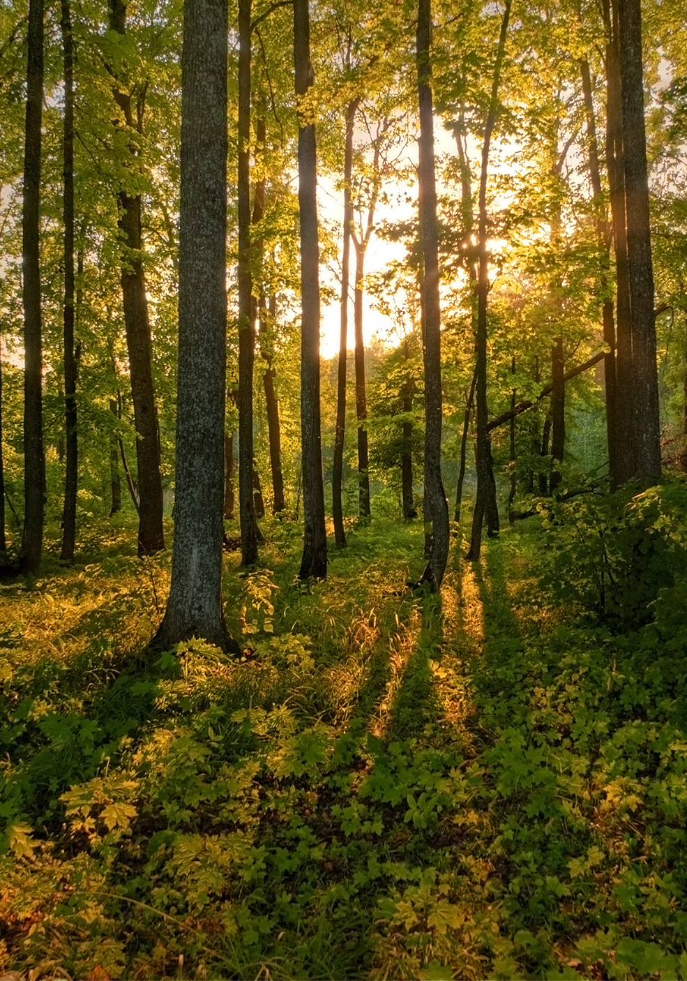 Сосновый лес Саранск