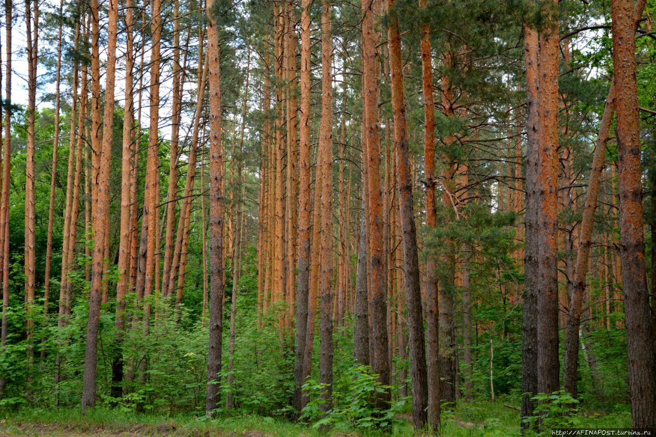 Хвойный лес в Мордовии