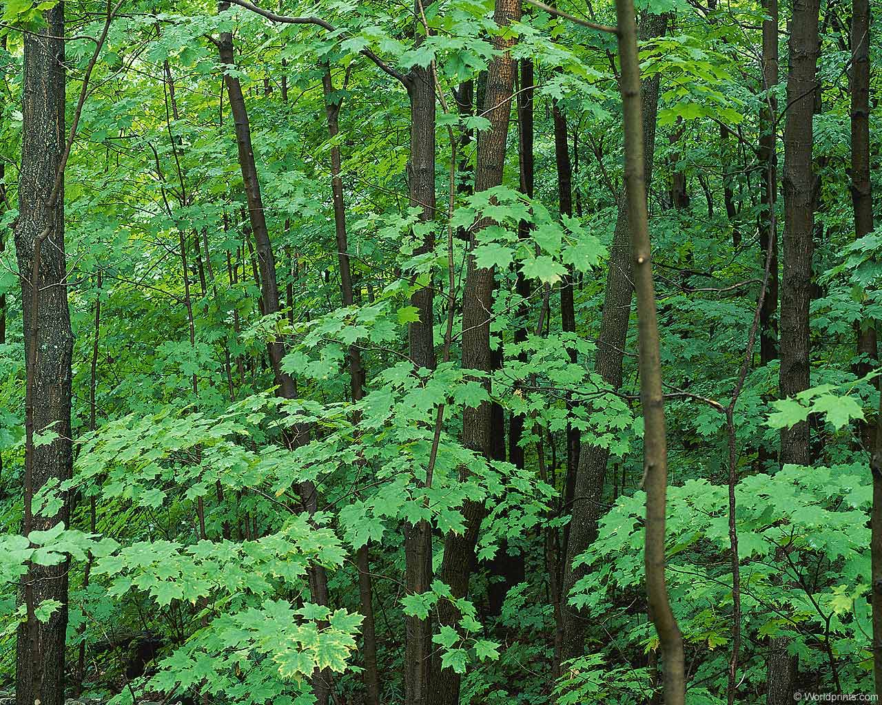 Леса и растения Мордовии