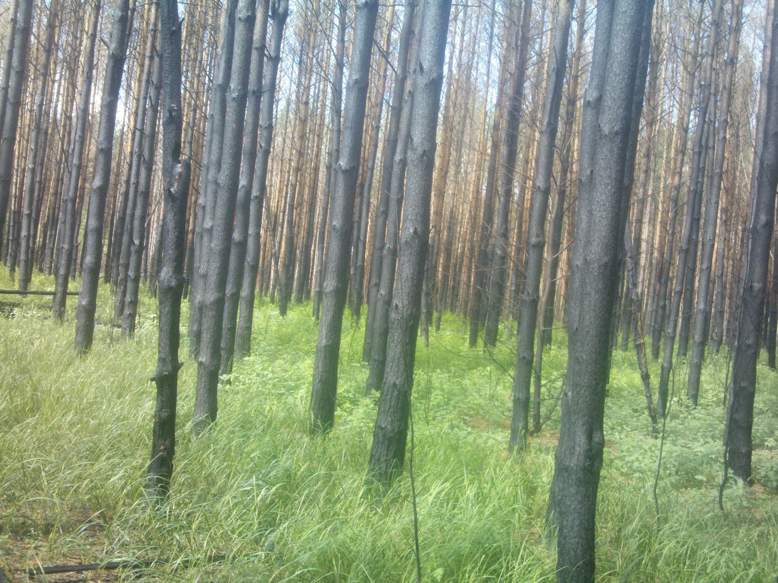 Махровский лес Саранск