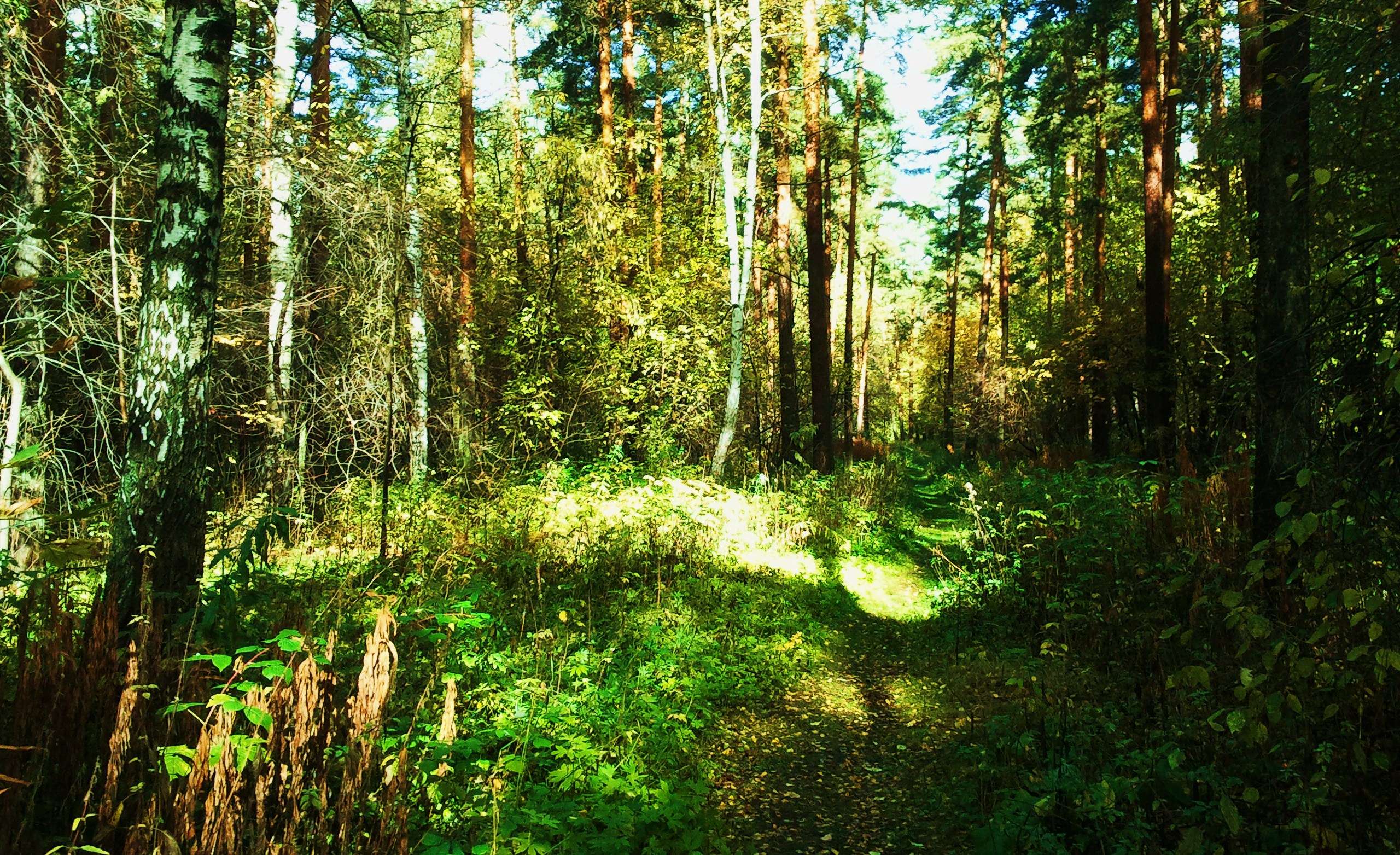 Хвойно мелколиственные. Лес Чувашии. Чувашский лес широколиственный лес. Чаваш вармане национальный парк. Хвойный лес Мордовия.