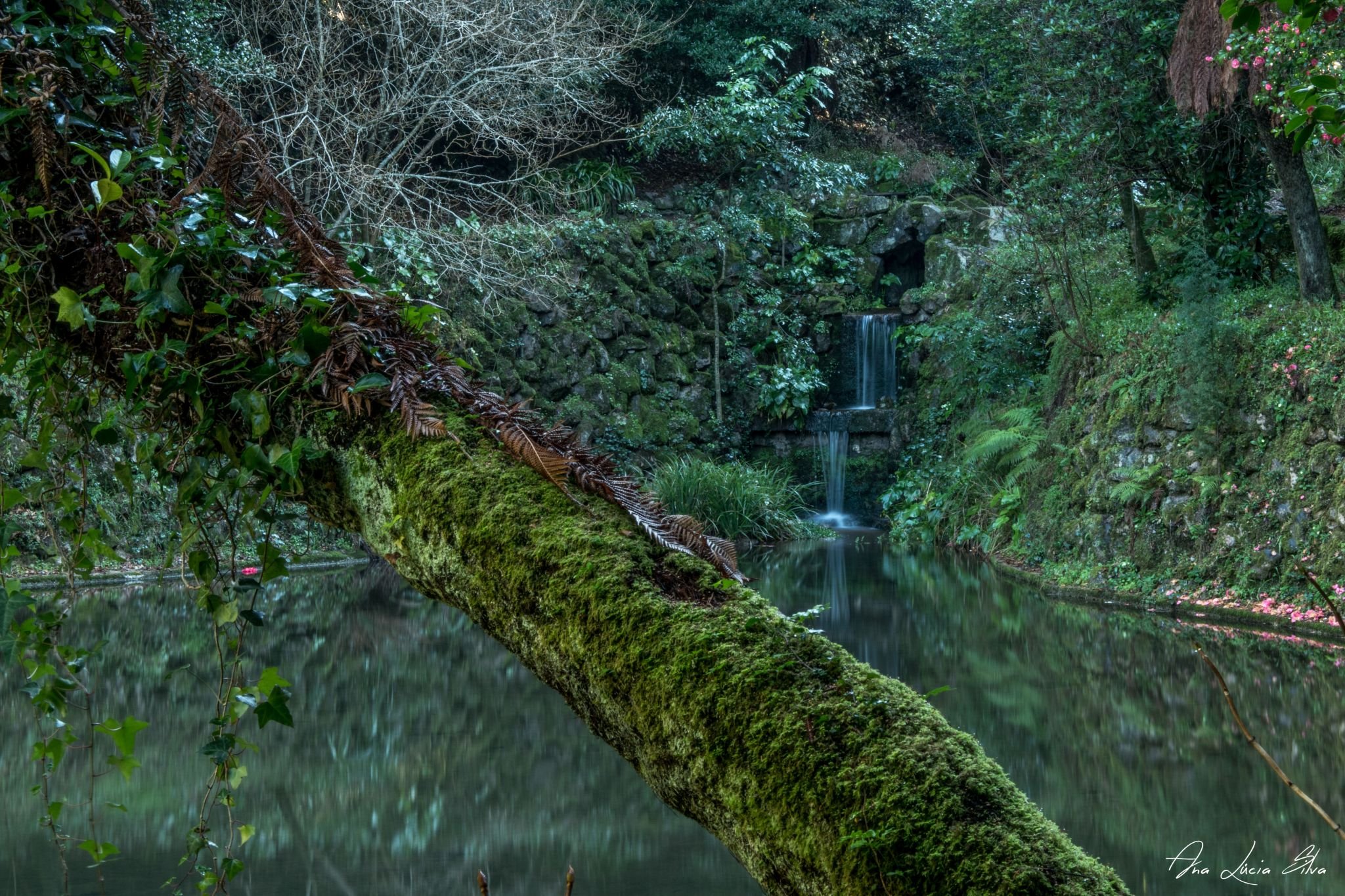Лориньян Португалия лес