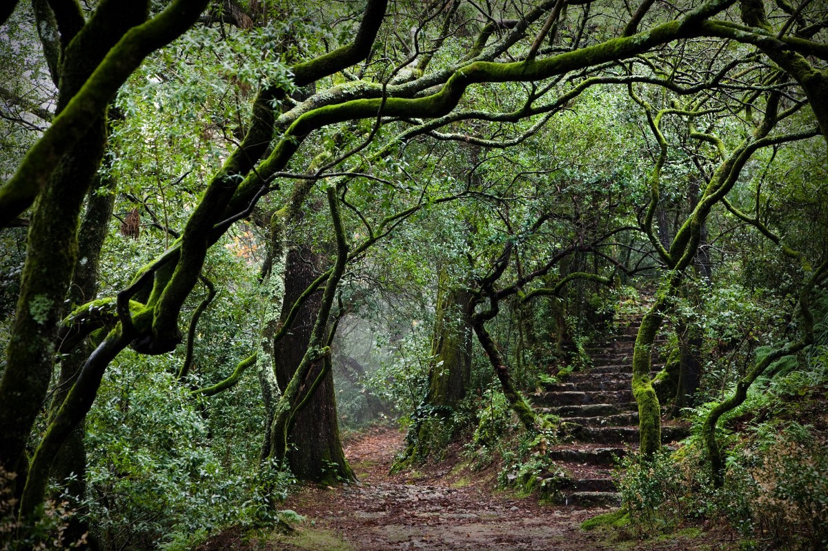 Лес в Португалии