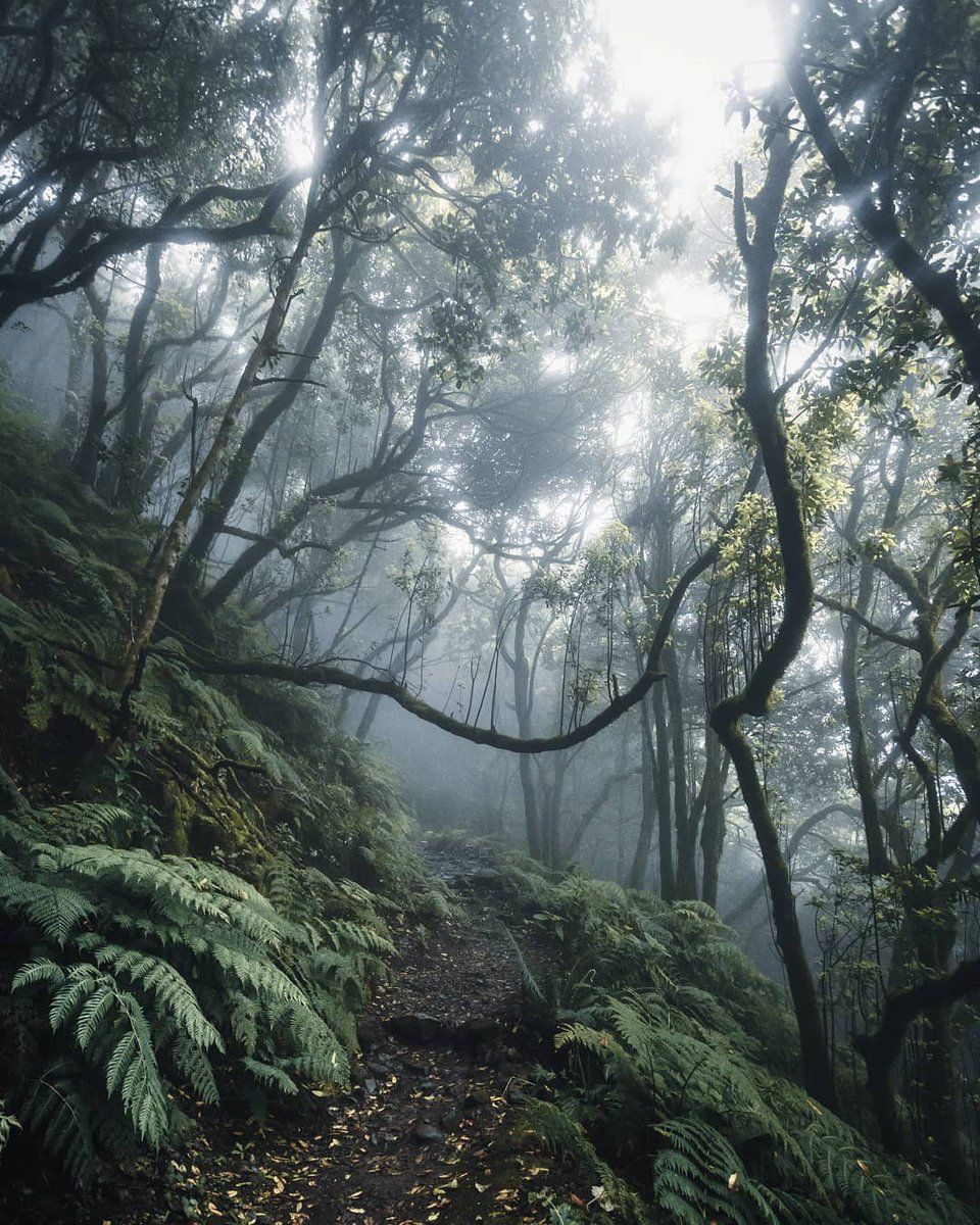 Мадейрский лес Португалия