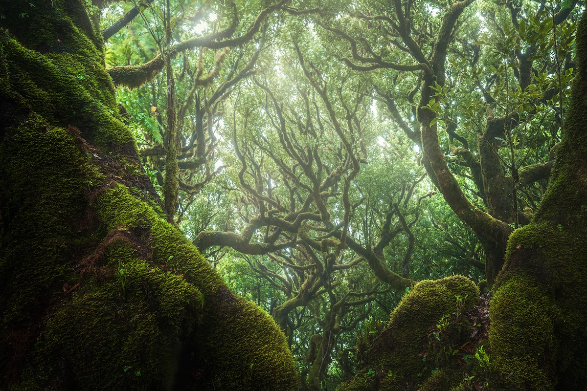 Реликтовые леса Мадейра