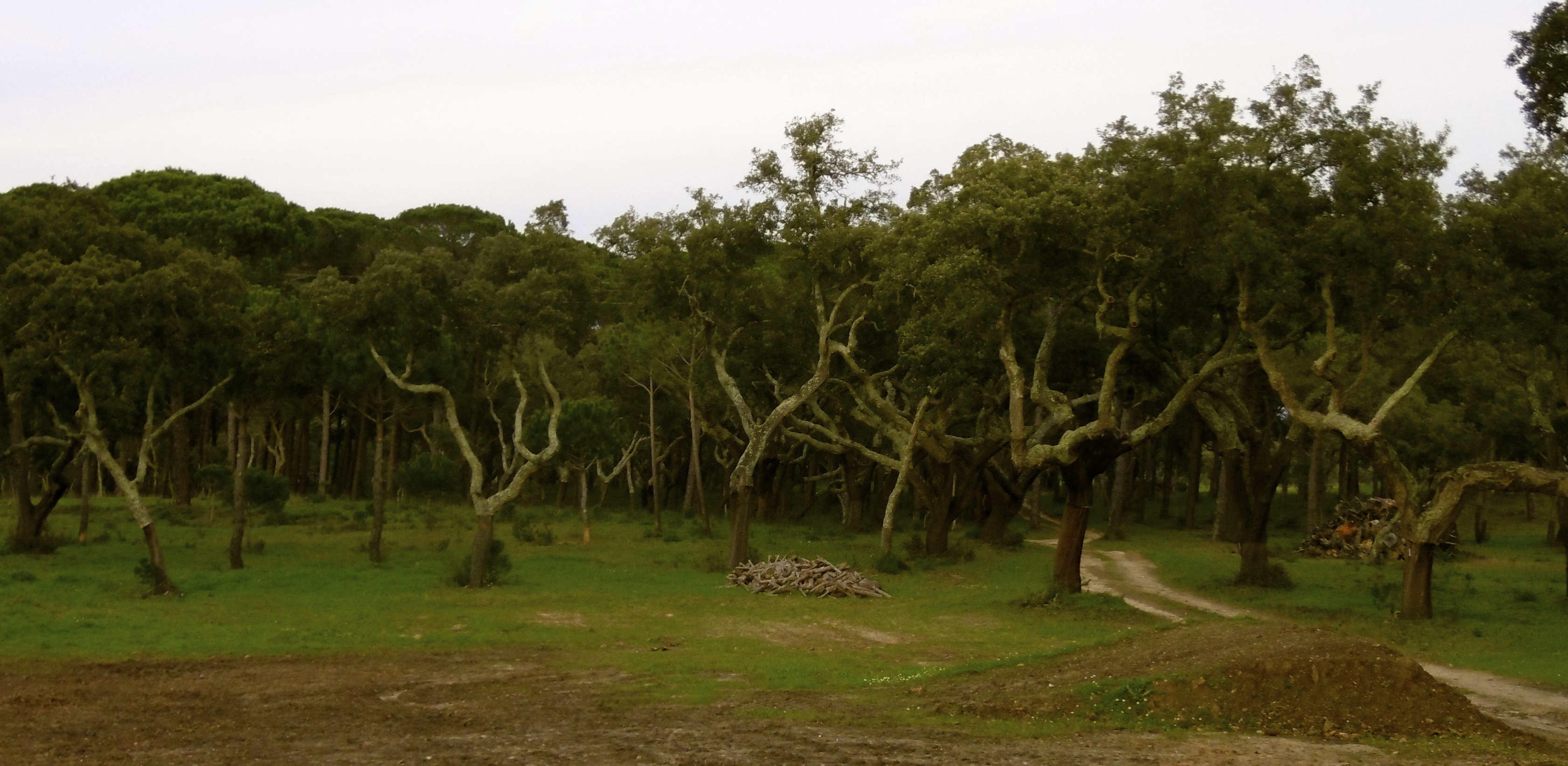 Майдерсеий лес в Португалии