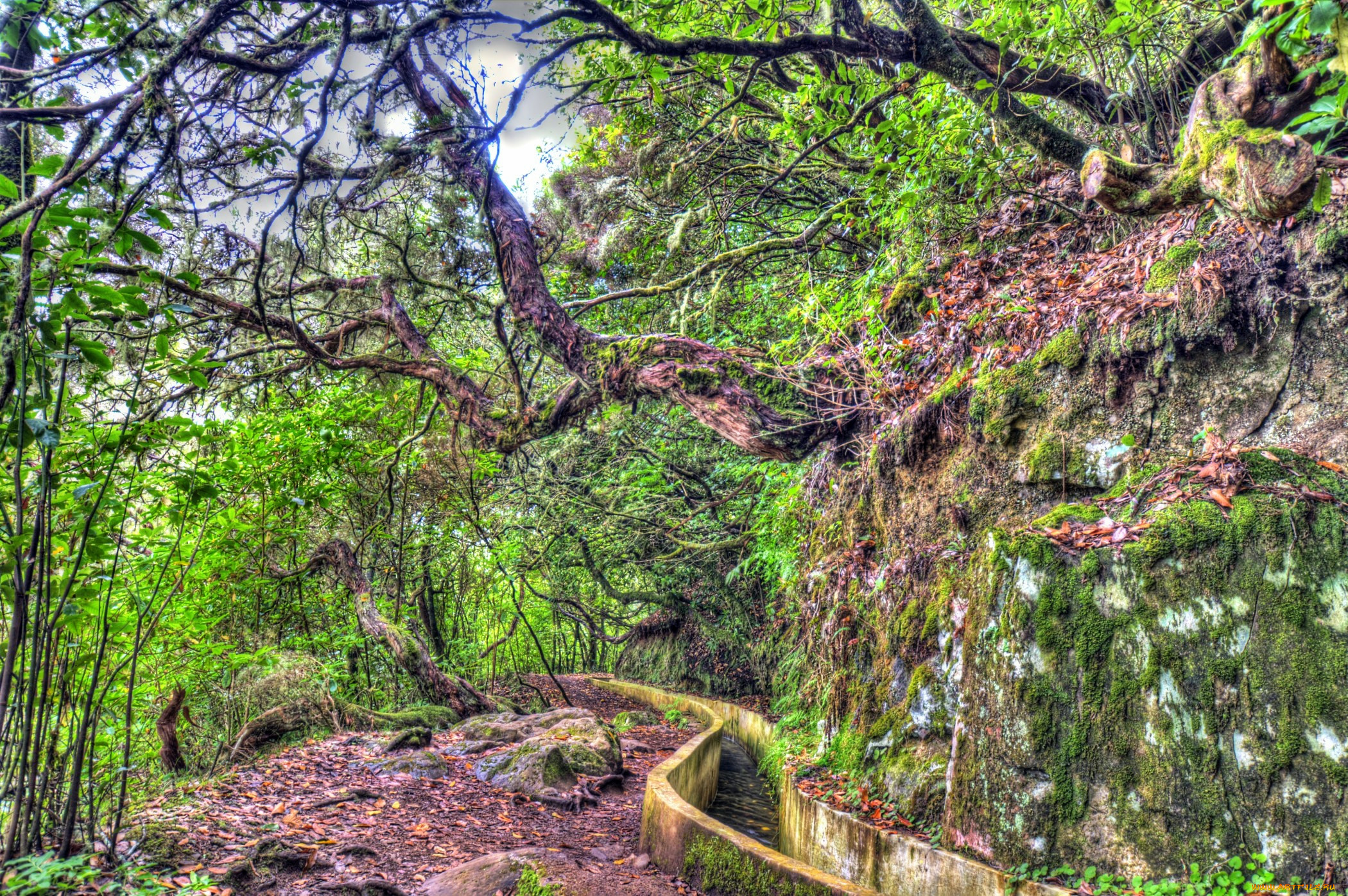 Мадейра Португалия мангровые леса
