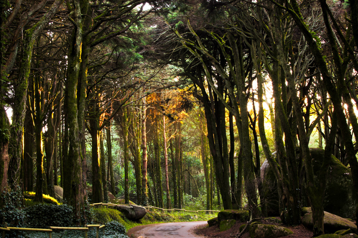 Лес в Португалии