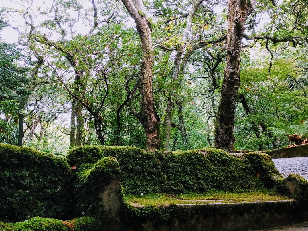 Самые красивые леса Португалии