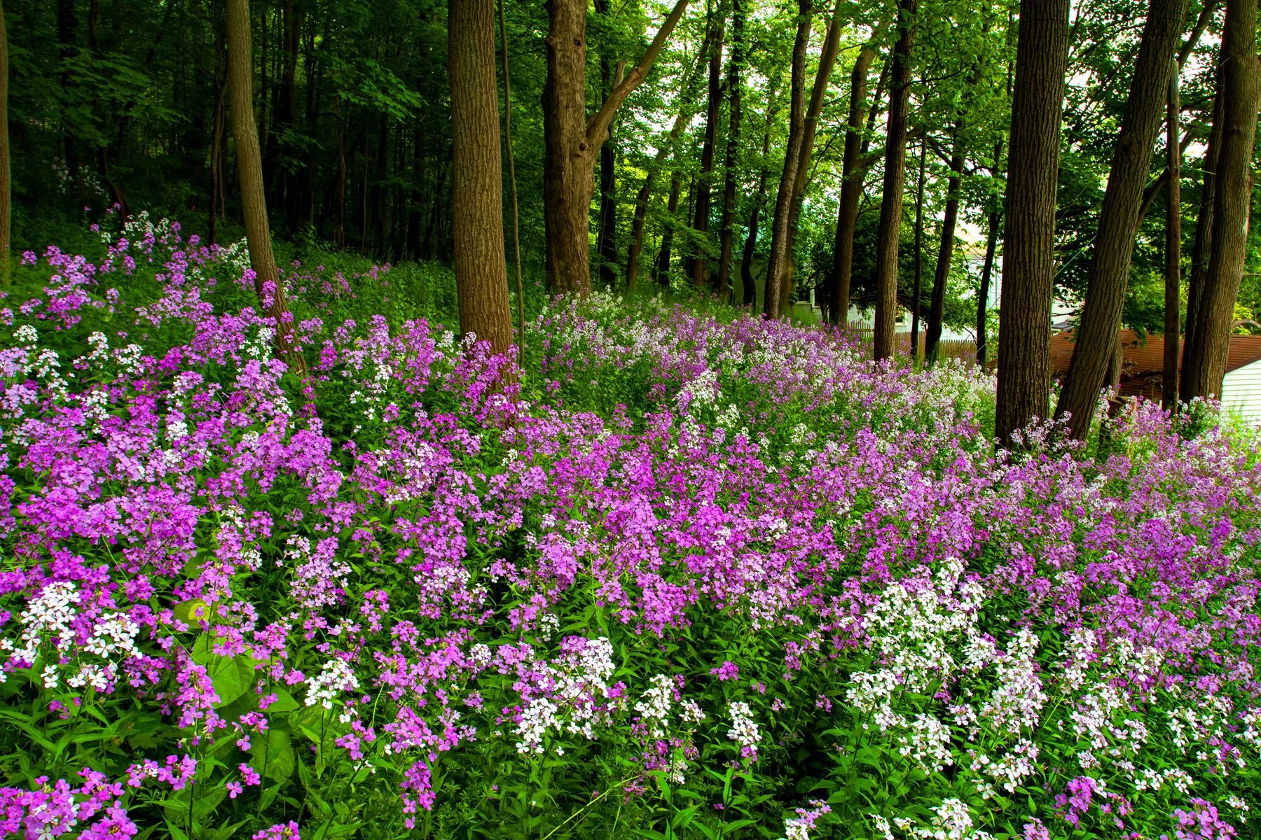 Лесные цветы цветущие в мае фото с названием