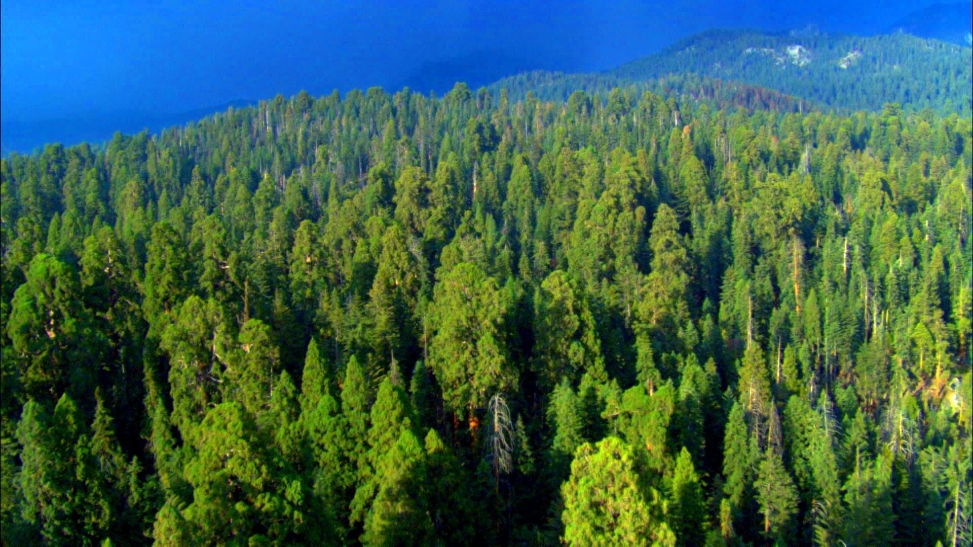 Почему россия лесная держава. Обезлесение легкие планеты. Исчезновение лесов. Тайга фото леса сверху.