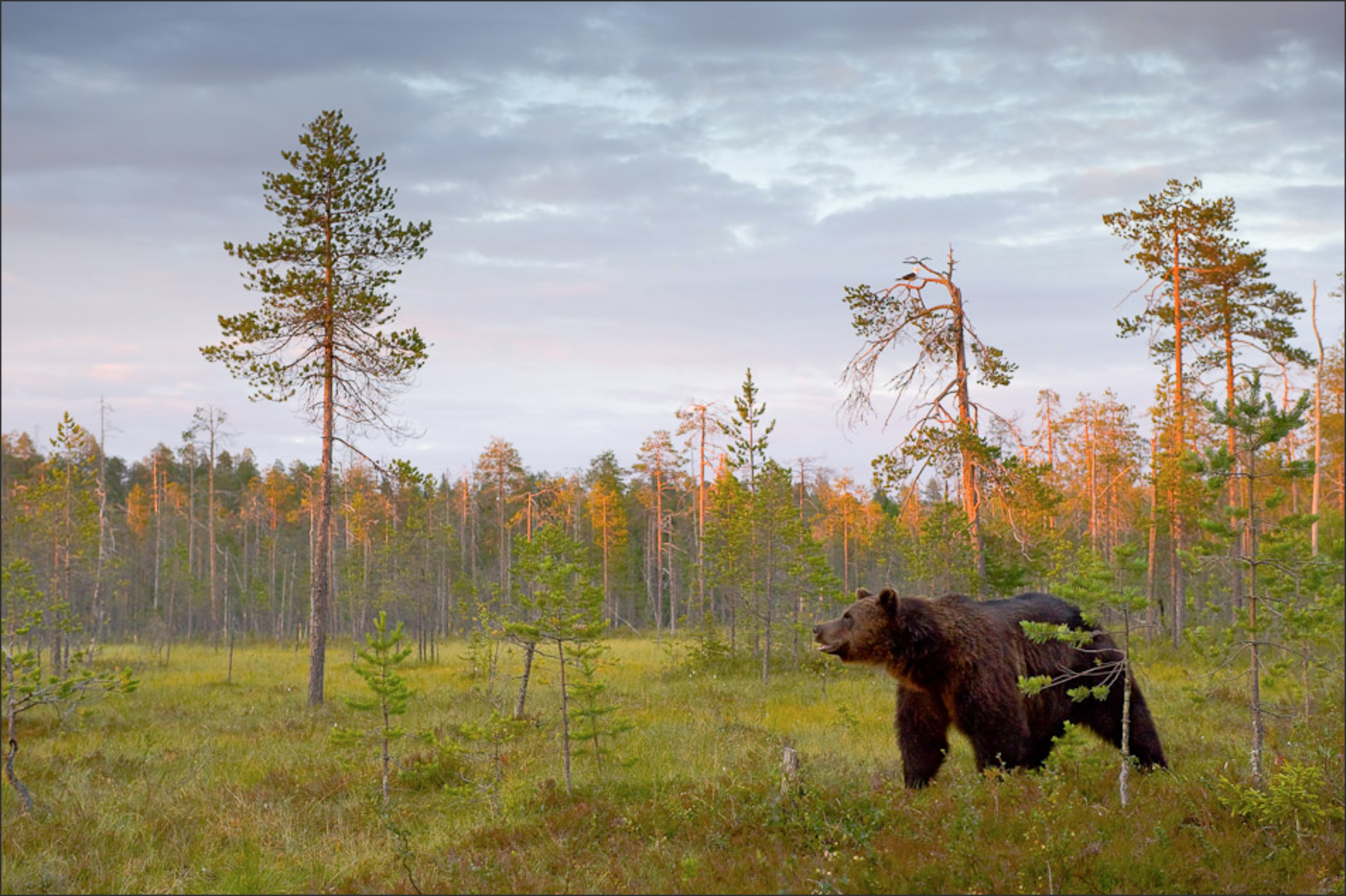 Медведи в болоте. Сибирские медведи новый Уренгой. Бурый медведь в тайге. Сибирский бурый медведь. Бурый медведь в тайге России.