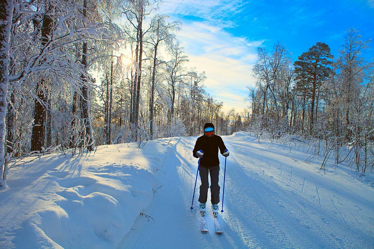 Зима лыжи лес (67 фото) .