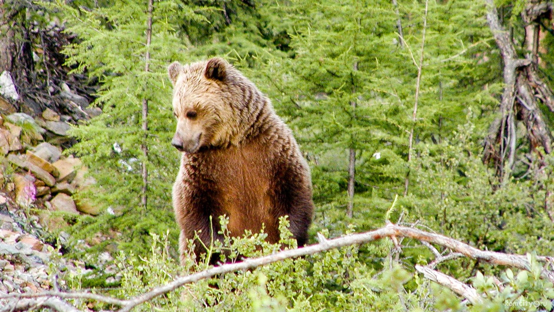 Канадская рысь бурый медведь лось. Бурый медведь в тайге. Бурый медведь в тайге России. Олёкминский заповедник бурый медведь. Животный мир тайги бурый медведь.