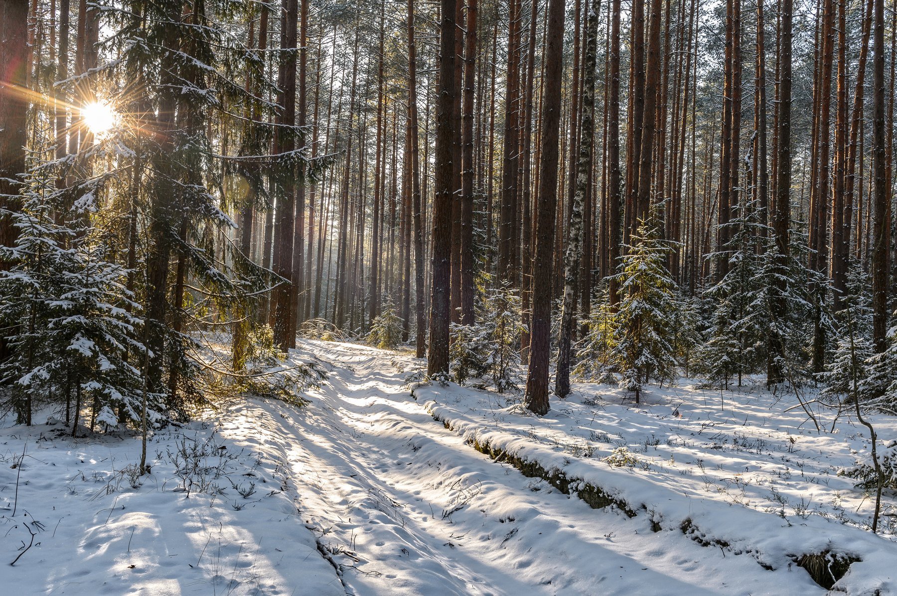Хвойный лес зимой