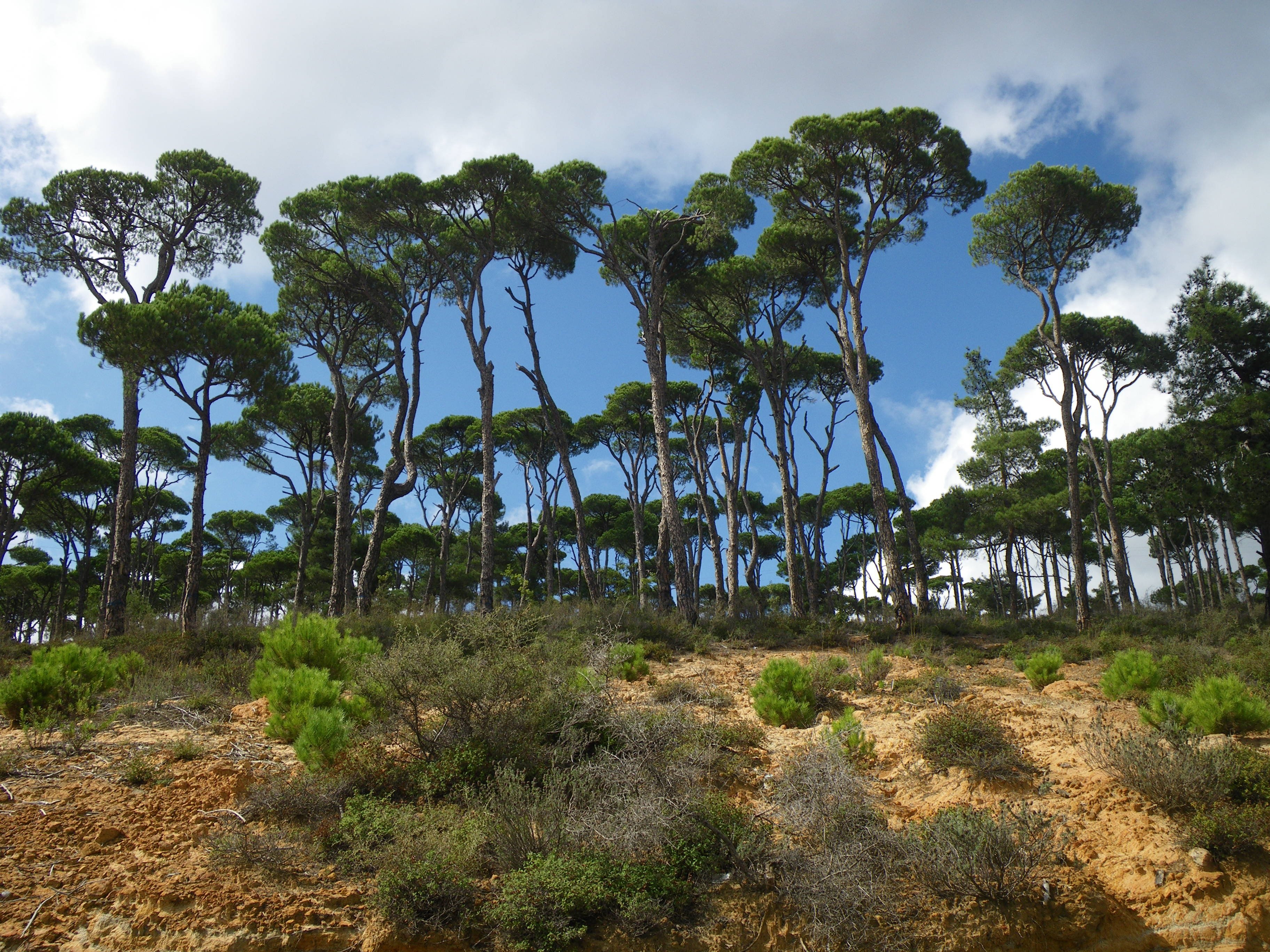 Средиземноморские вечнозеленые жестколистные леса
