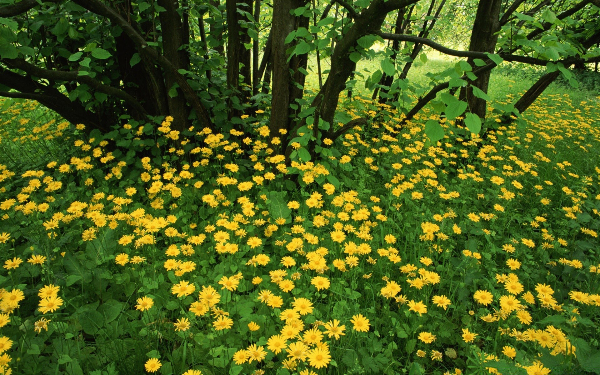 Цветы Лесные Желтые