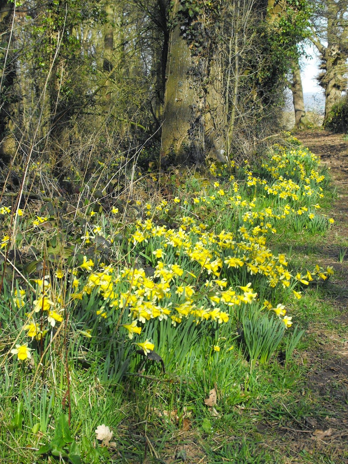 Желтые цветочки весной в лесу