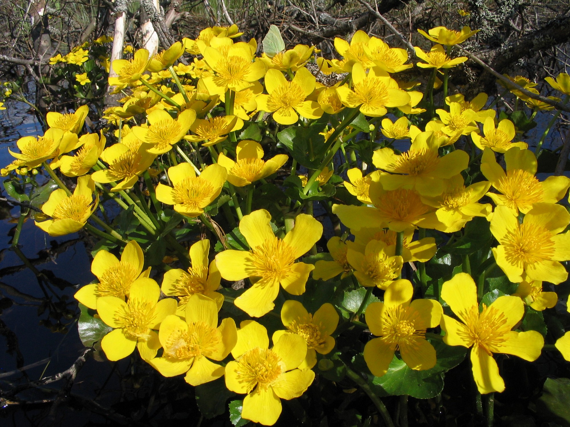 Желтые лесные цветы название и фото