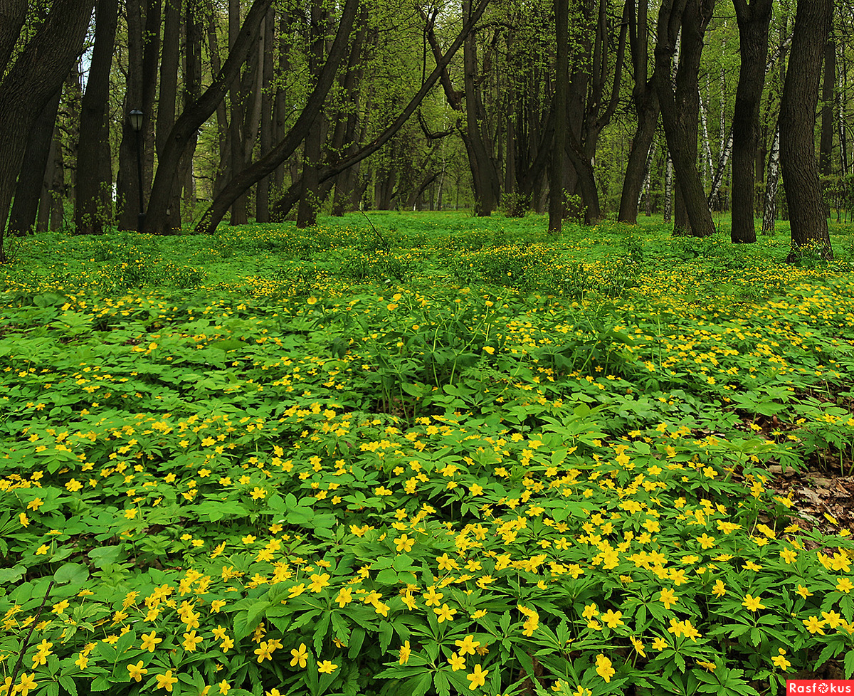 Желтые цветы Ясная Поляна