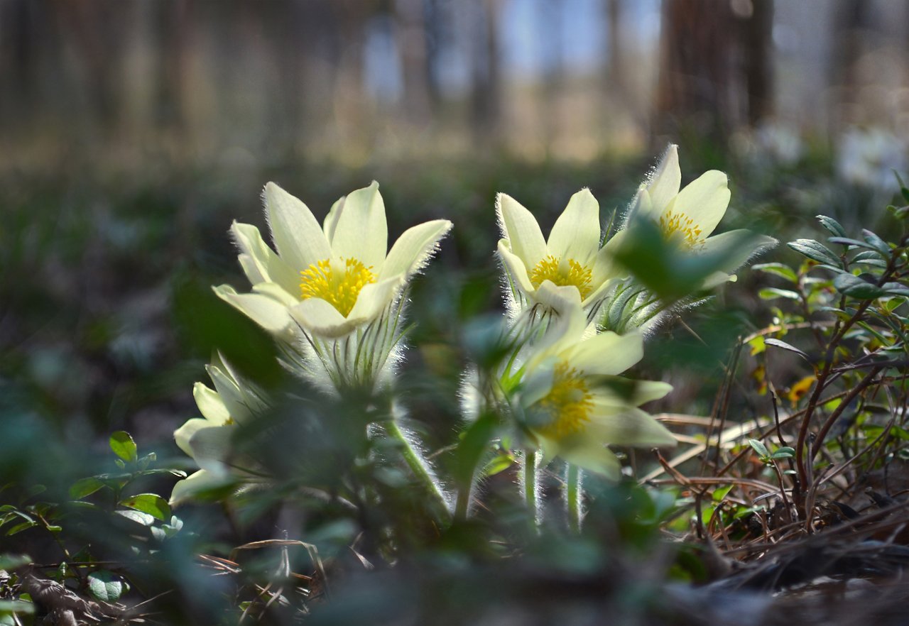 Фото первых весенних цветов в лесу