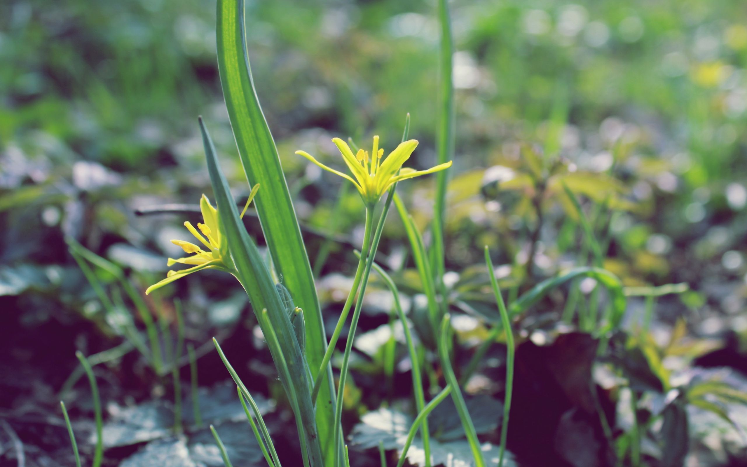 Желтые весенние цветы в лесу