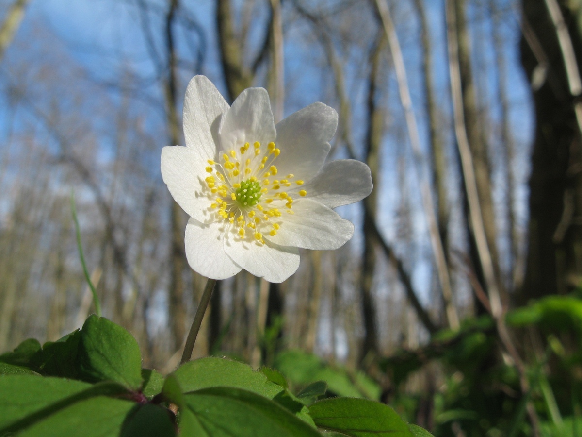 Белые цветы в Подмосковье в лесу весной