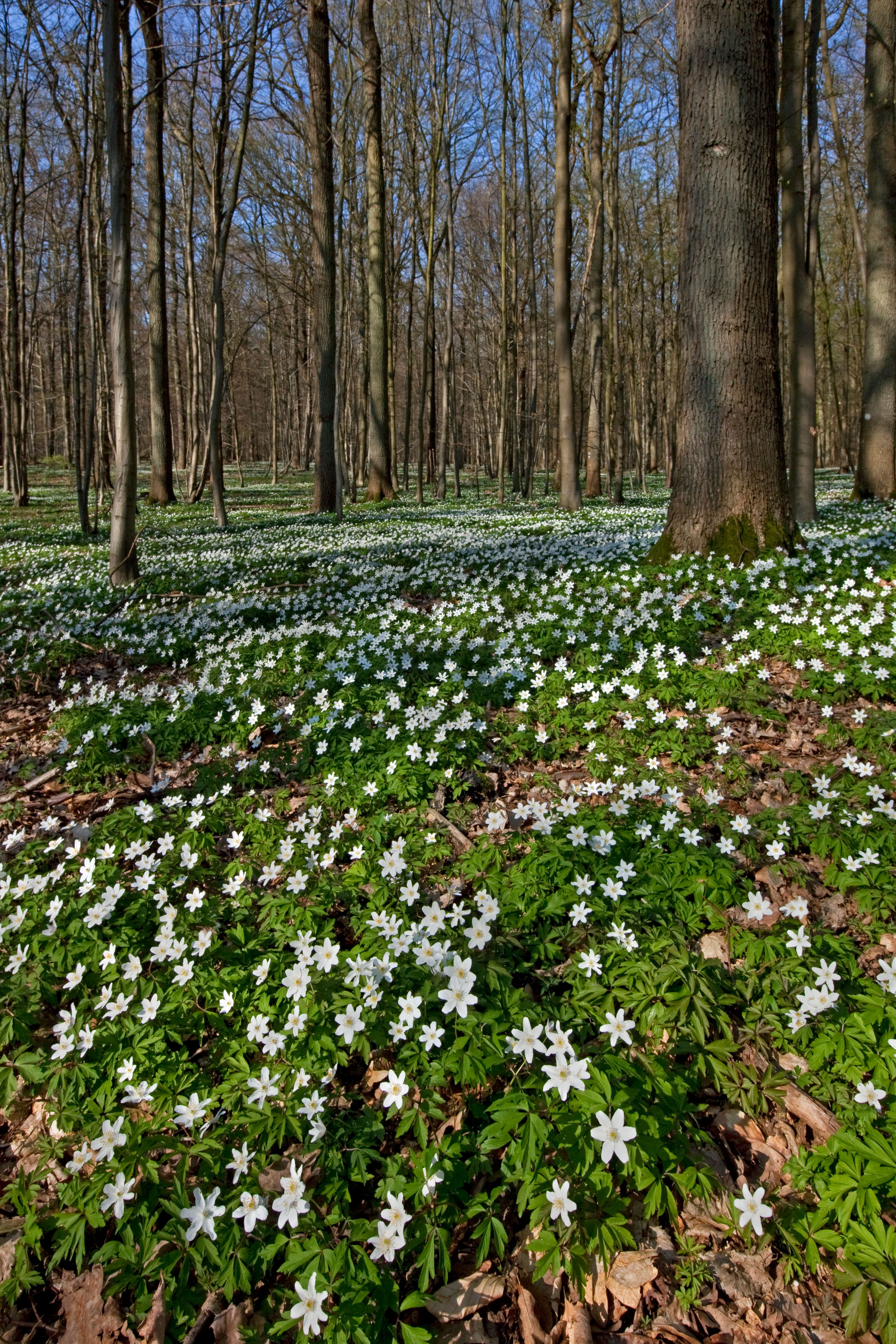 Цветы весной в лесу фото и названия