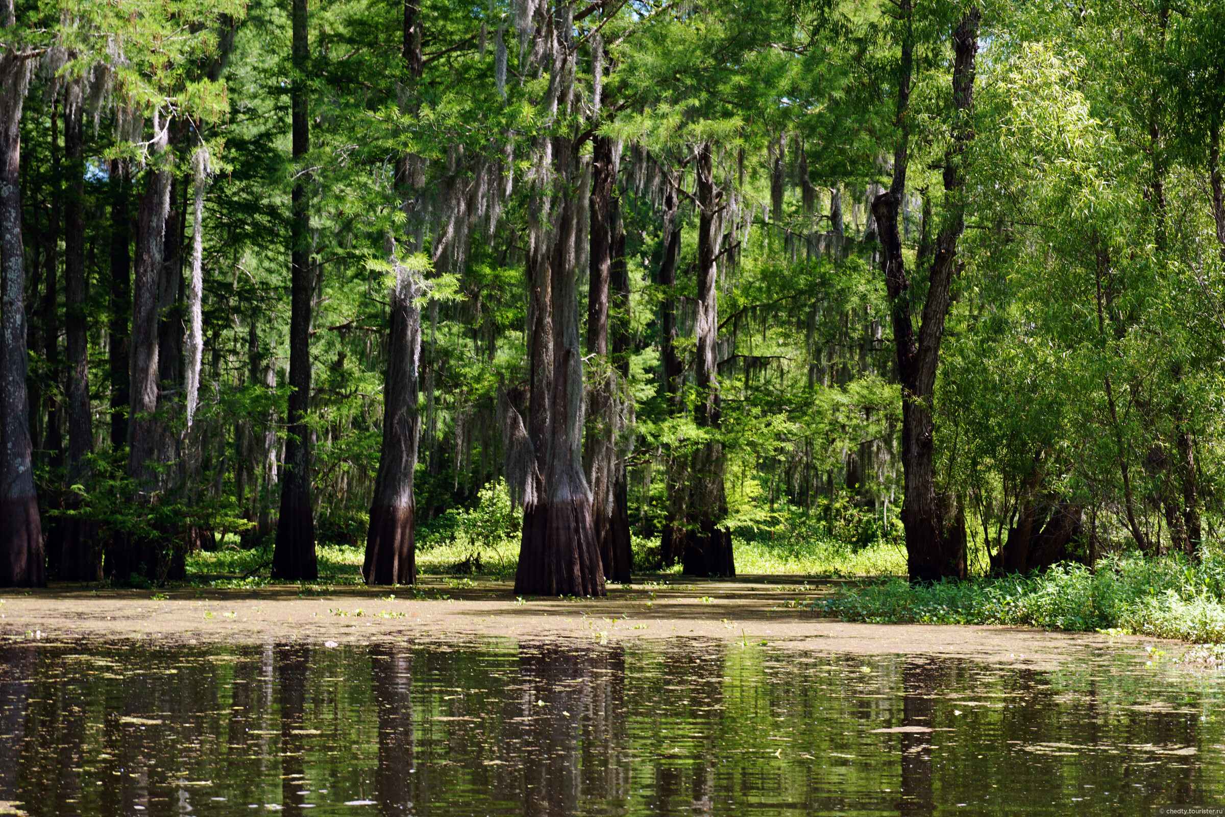 Луизиана природа (61 фото) .
