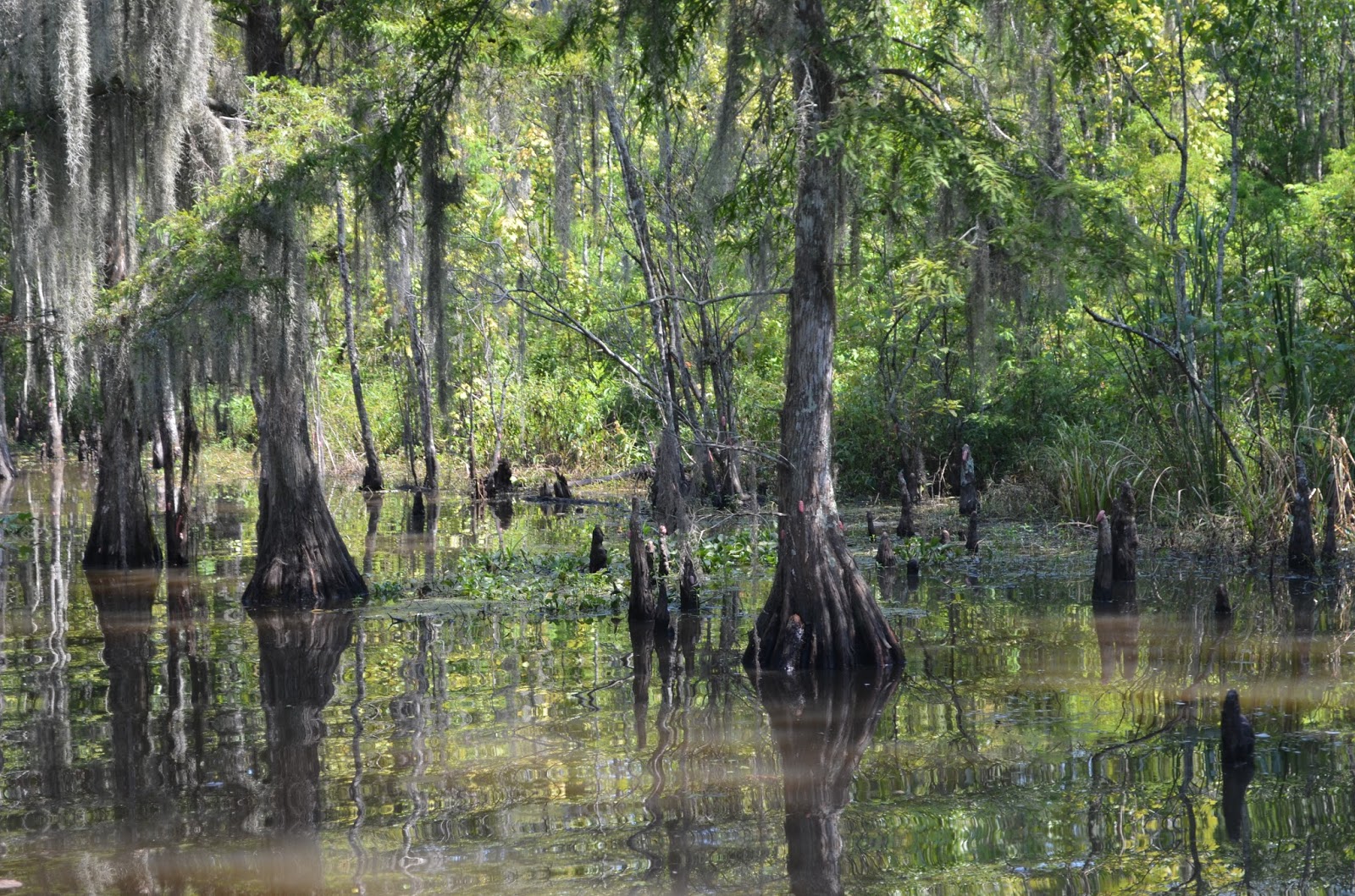 Луизиана природа (61 фото) .