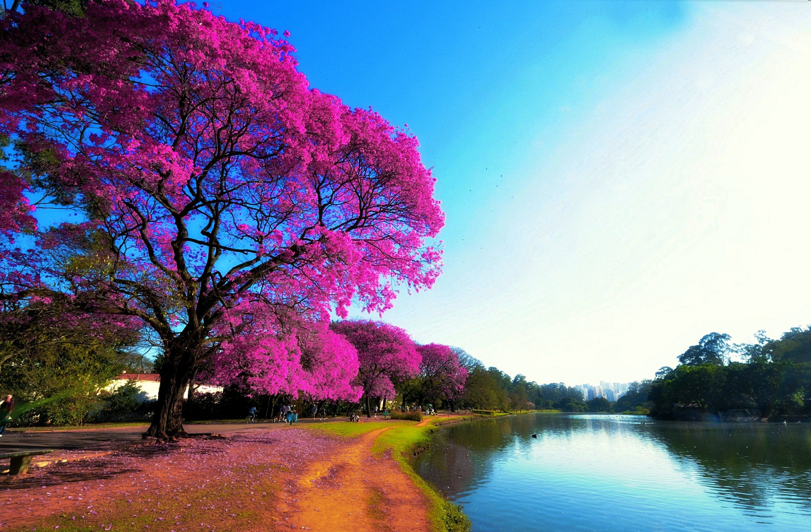 Покажи красивое дерево. Дерево Бразилия Пауло. Розовое дерево Байя. Розовое дерево Байя Бразилия. Очень красивое дерево.