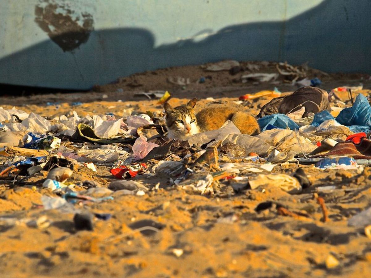 Животные страдают от загрязнений. Загрязнение природы. Пластик экология. Грязная экология. Загрязненная природа животные.