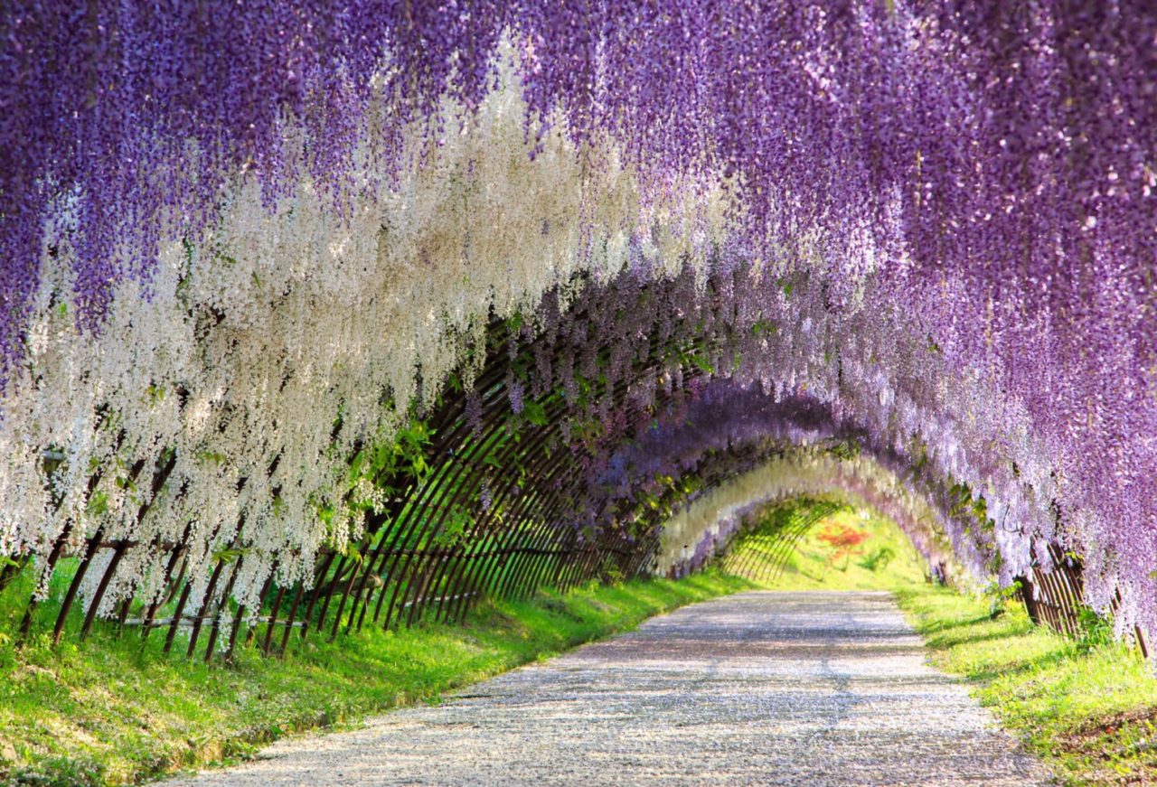 Кавати Фудзи цветочные водопады