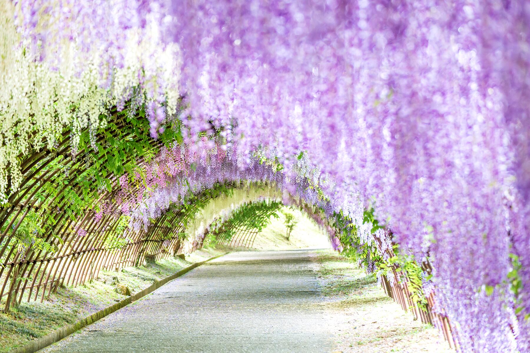 Тоннель глициний, сад Кавати Фудзи, Япония