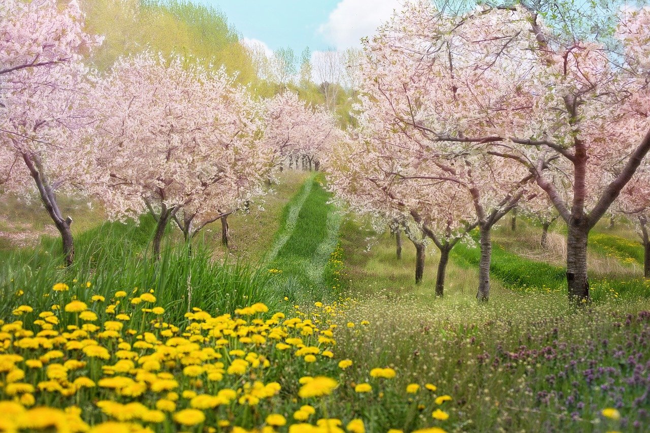Пейзажи цветущей весны