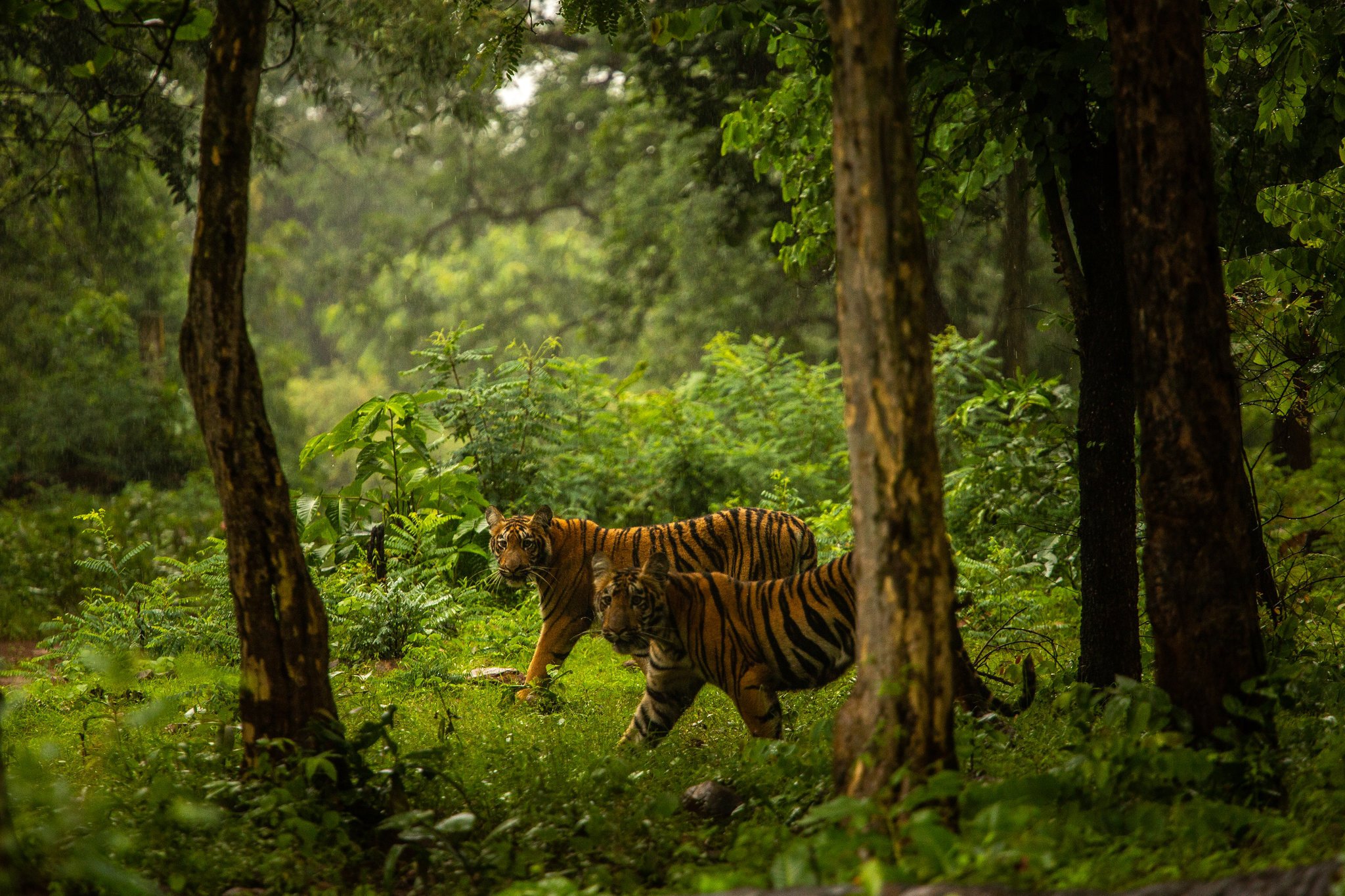 Индия джунгли тигр