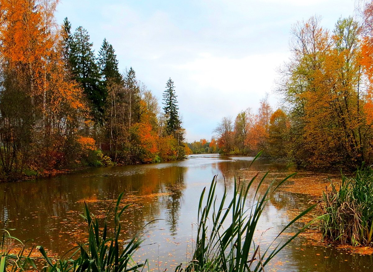 Октябрь на дворе река полна листвою
