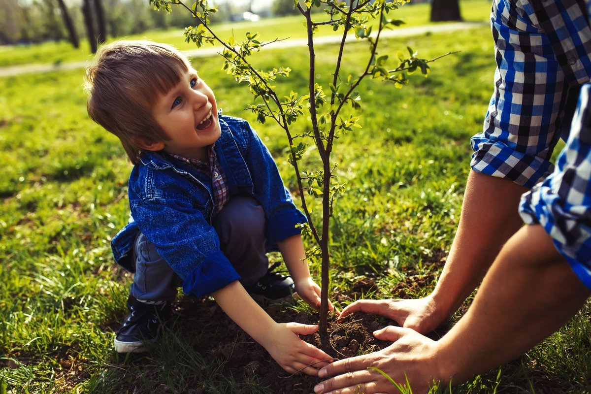 Как растить и ухаживать. Посадка деревьев. Дети и природа. Дети сажают деревья. Дерево для детей.