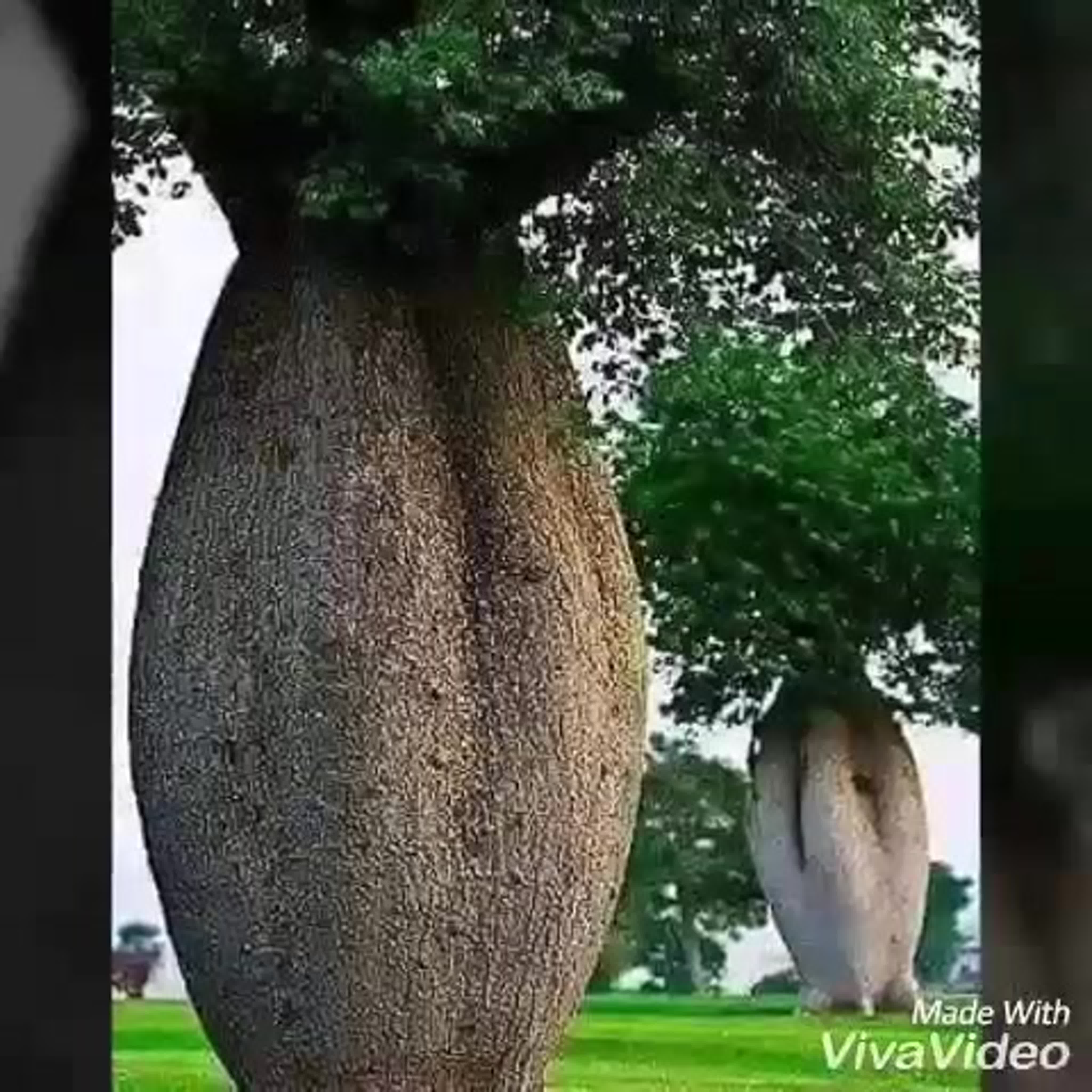 Бутылочное дерево Австралии