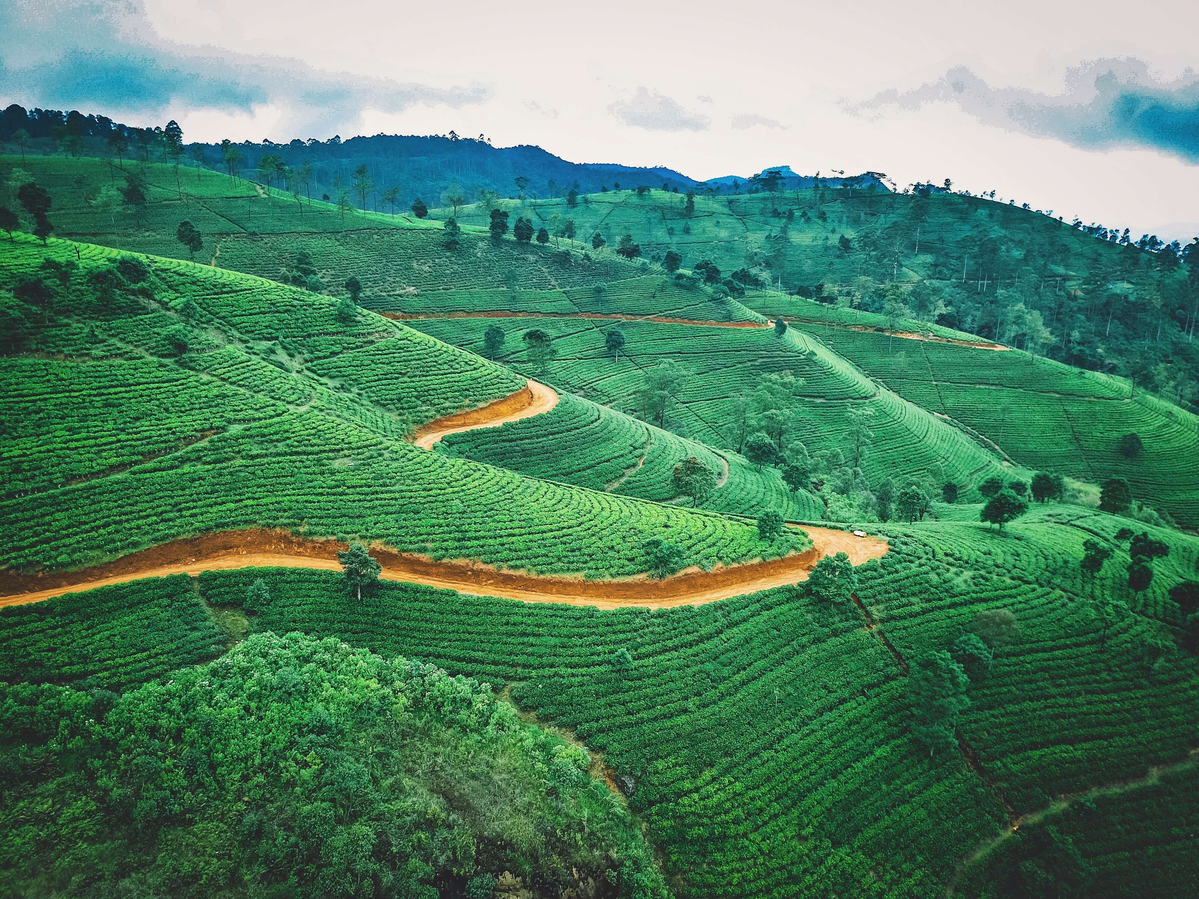Шри ланка ночью. Чайные плантации Нувара Элия. Нувара Элия Шри Ланка. Чайная плантация Нувара Элли. Нувара Элия Шри Ланка плантация.