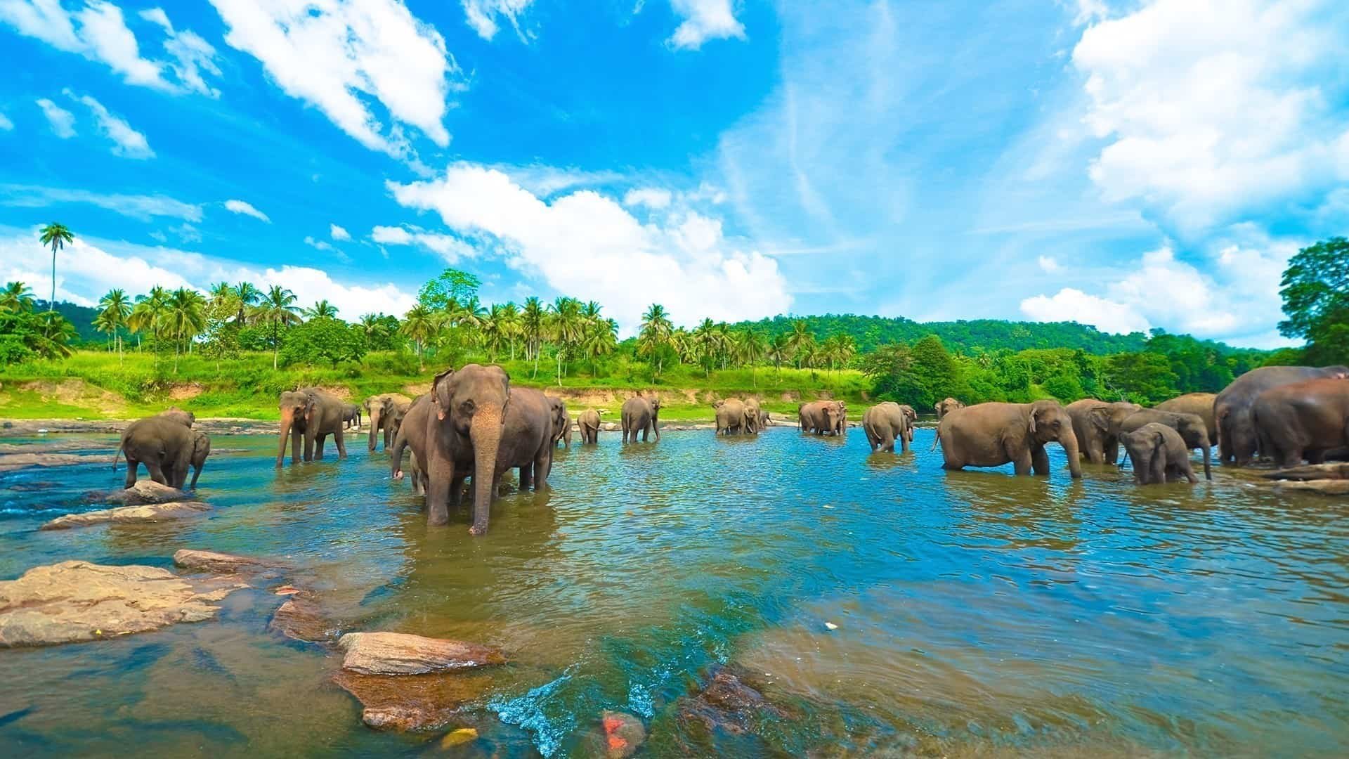 Шри ланка река. Шри Ланка слоны. Пиннавела Шри. Сигирия Шри-Ланка слоны. Пиннавела Шри Ланка.