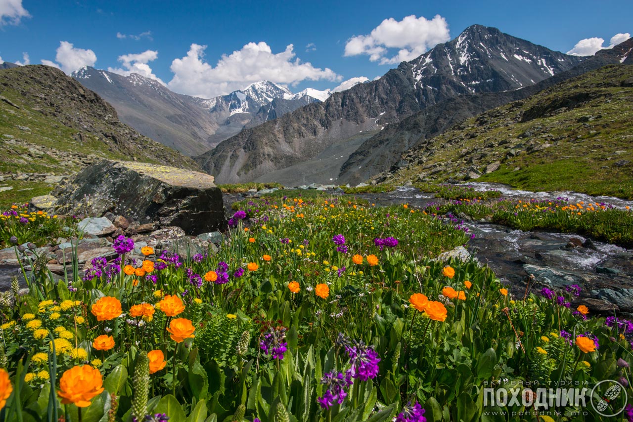 Алтай Белуха цветы горы Долины